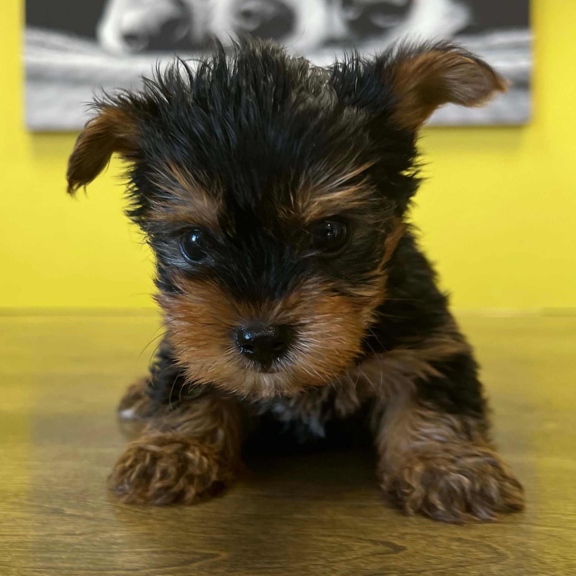 yorkie puppies yorkie puppies for sale