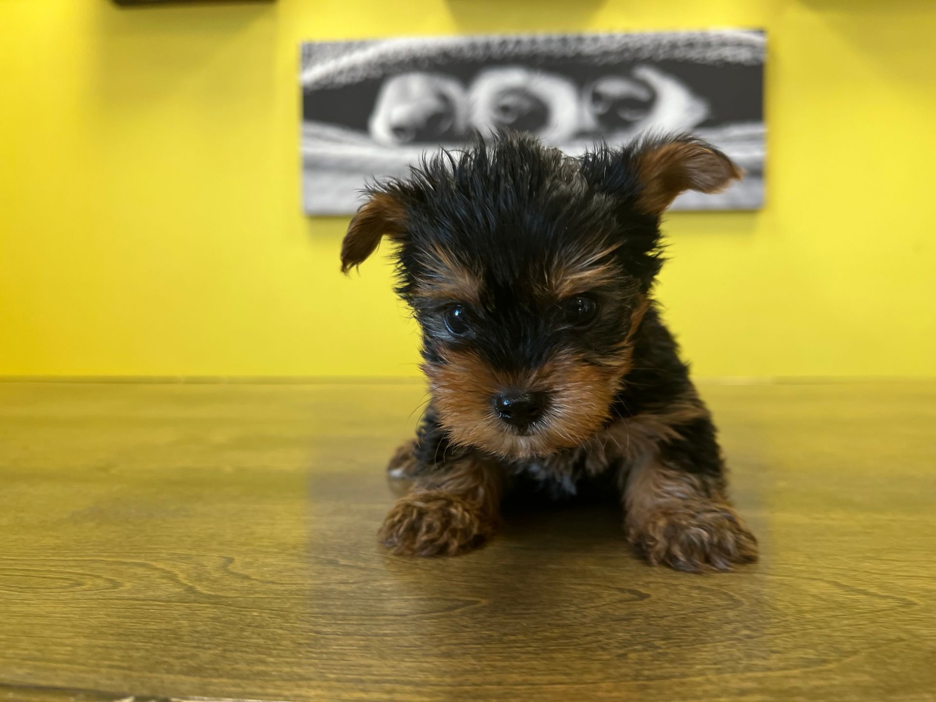 Yorkie puppies New York