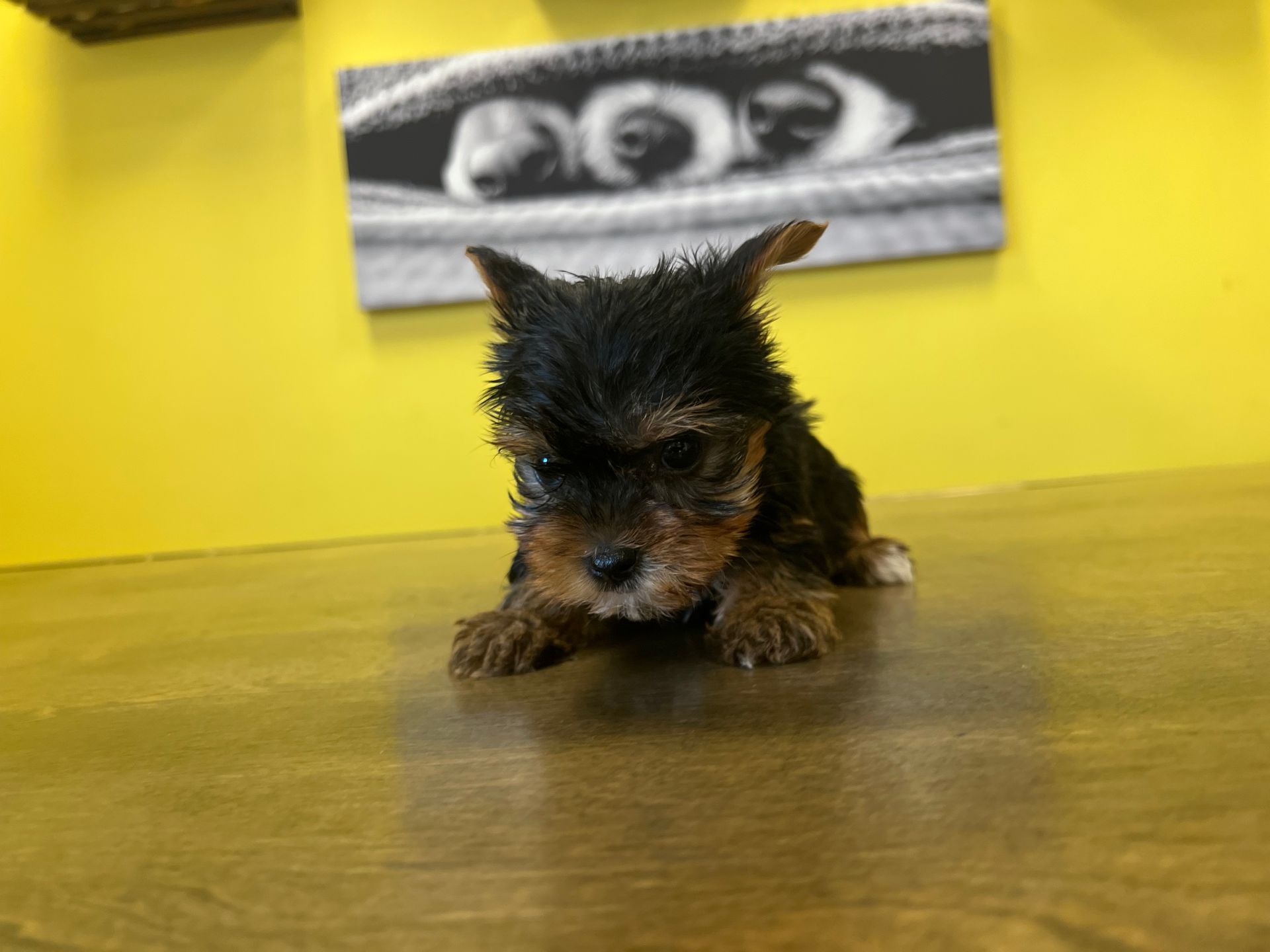 Yorkie puppies for sale New York