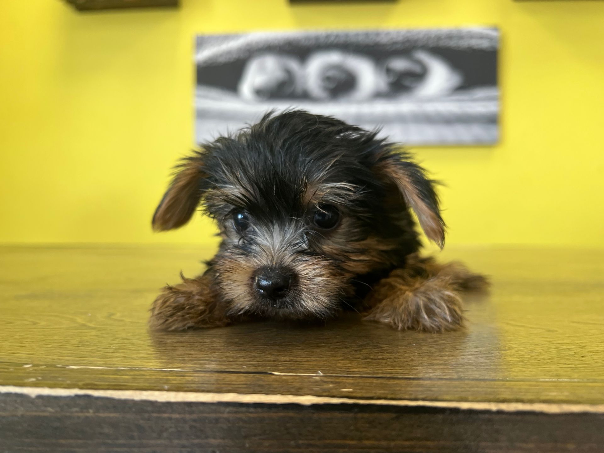 Yorkie puppies New York