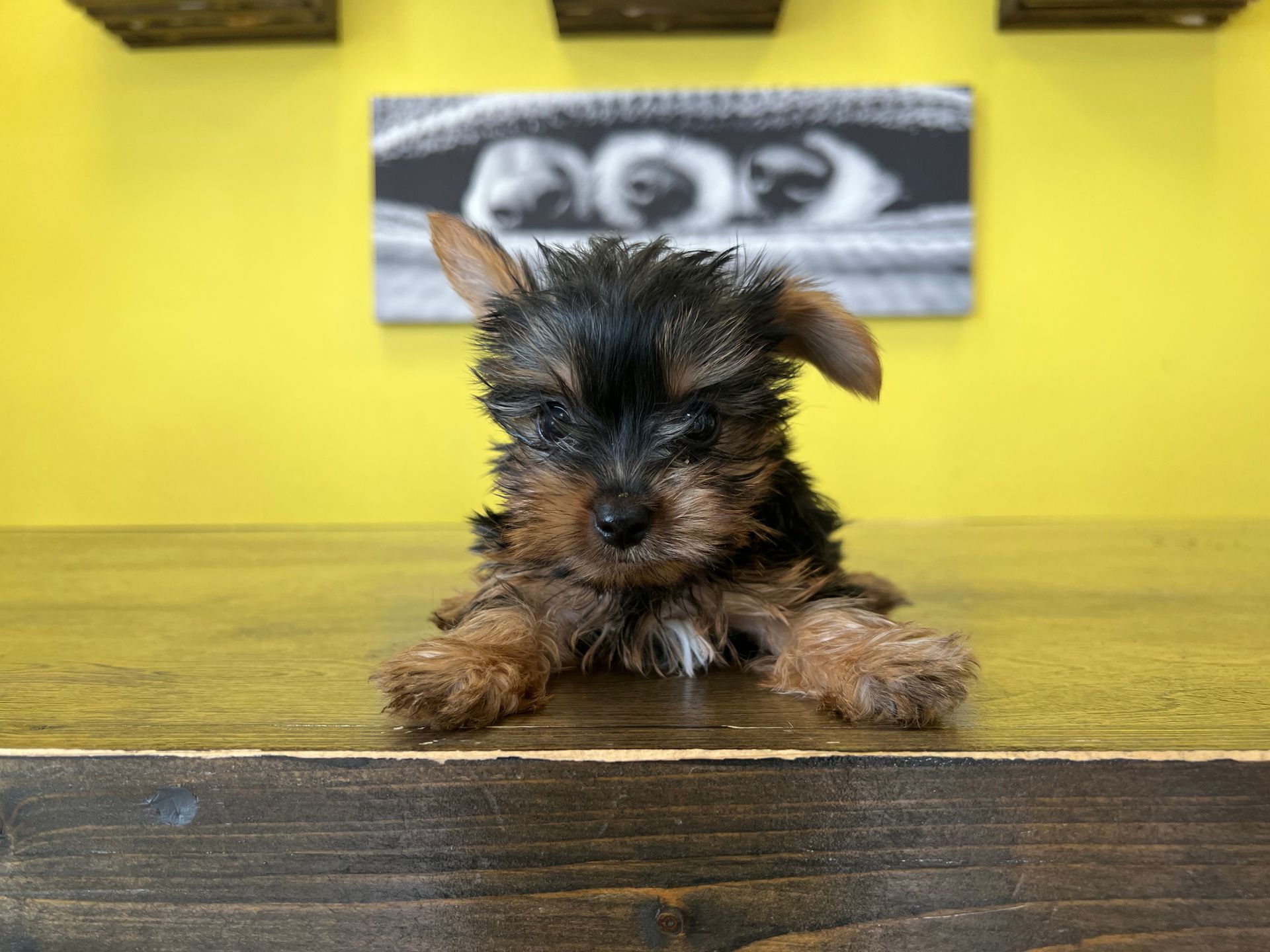 Yorkie puppies for sale New York