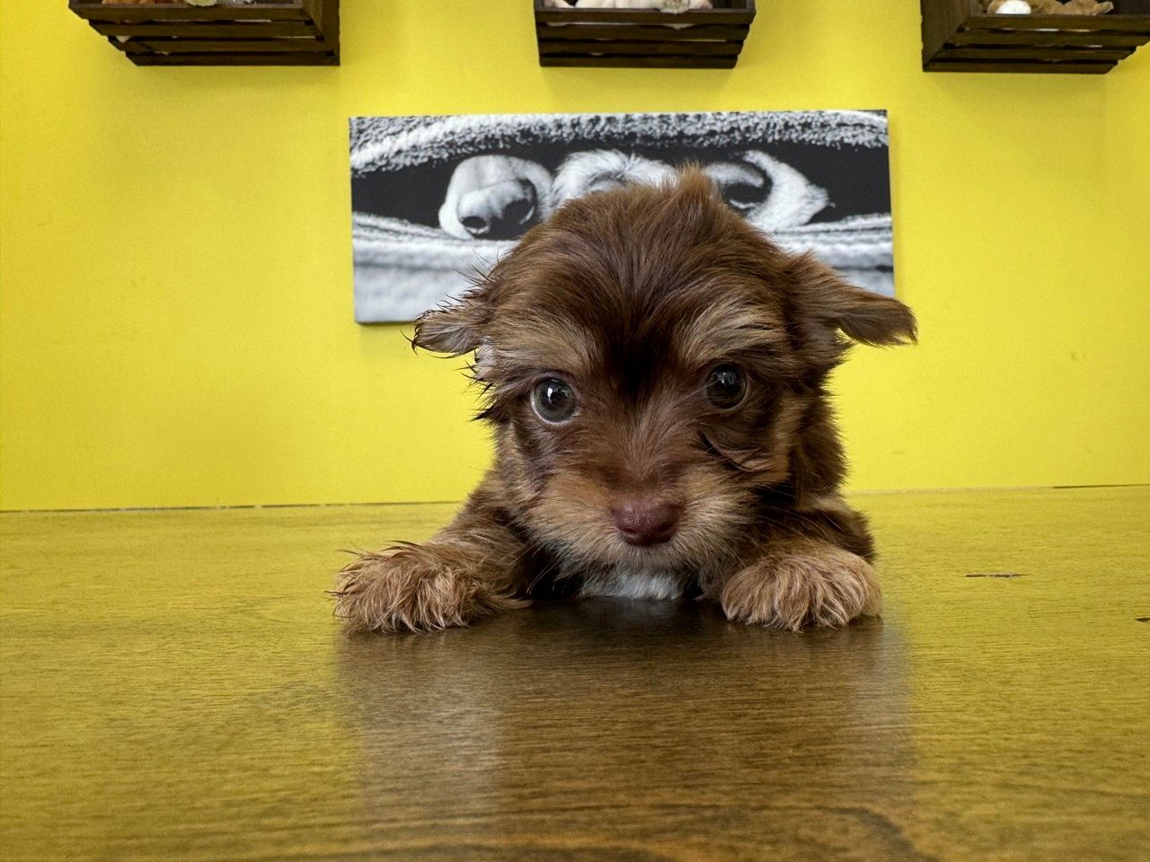 Yorkie puppies New York