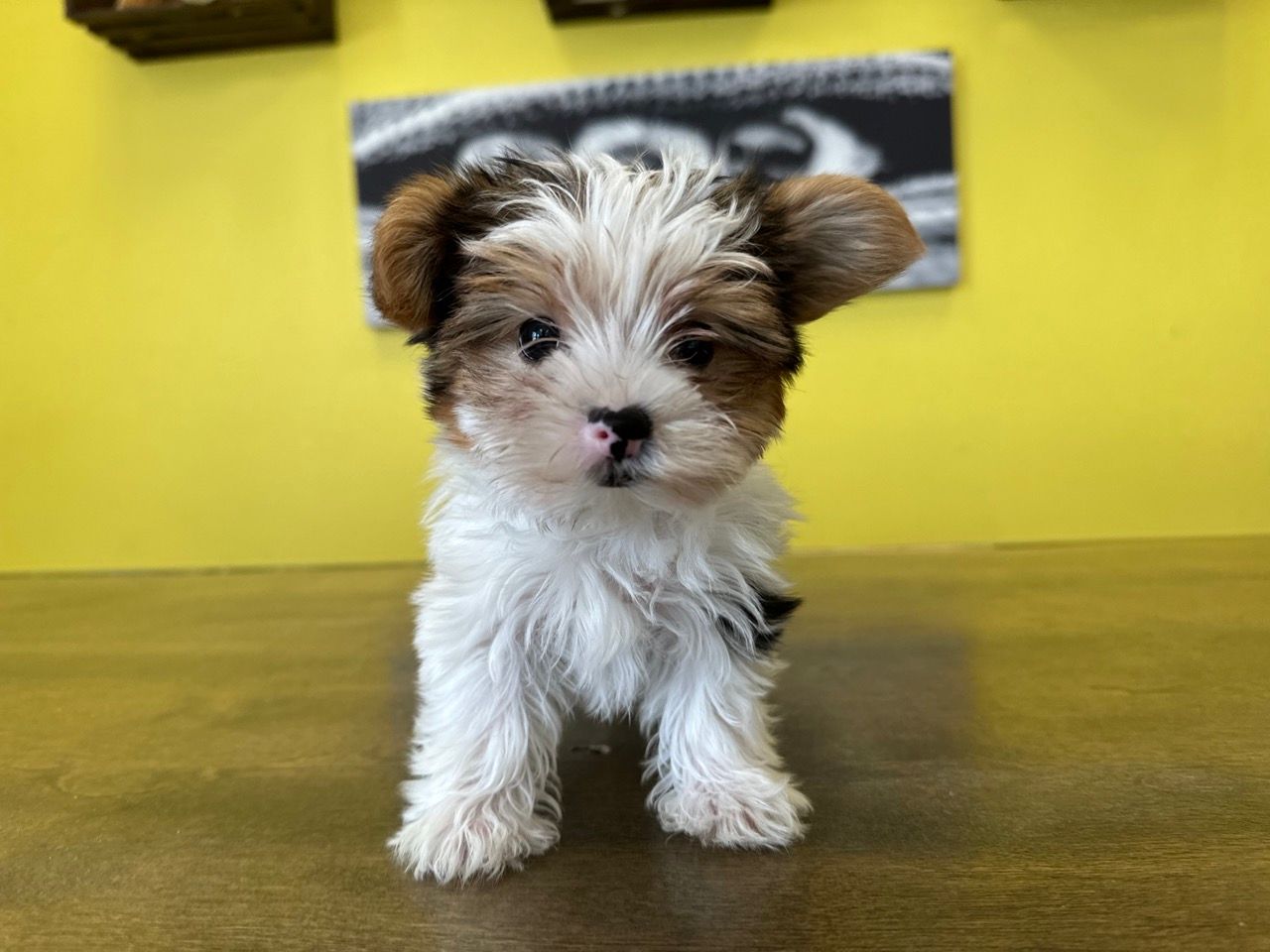 Yorkie puppies for sale New York