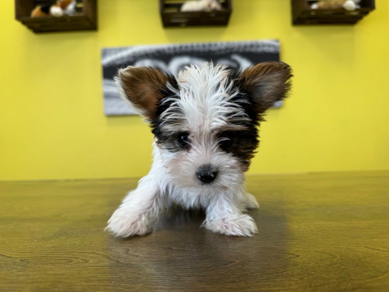 Yorkie puppies New York