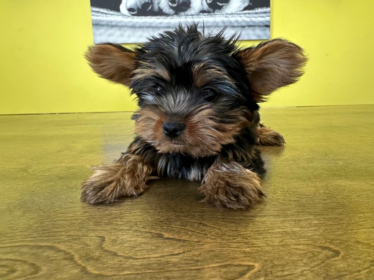 Yorkie puppies for sale New York
