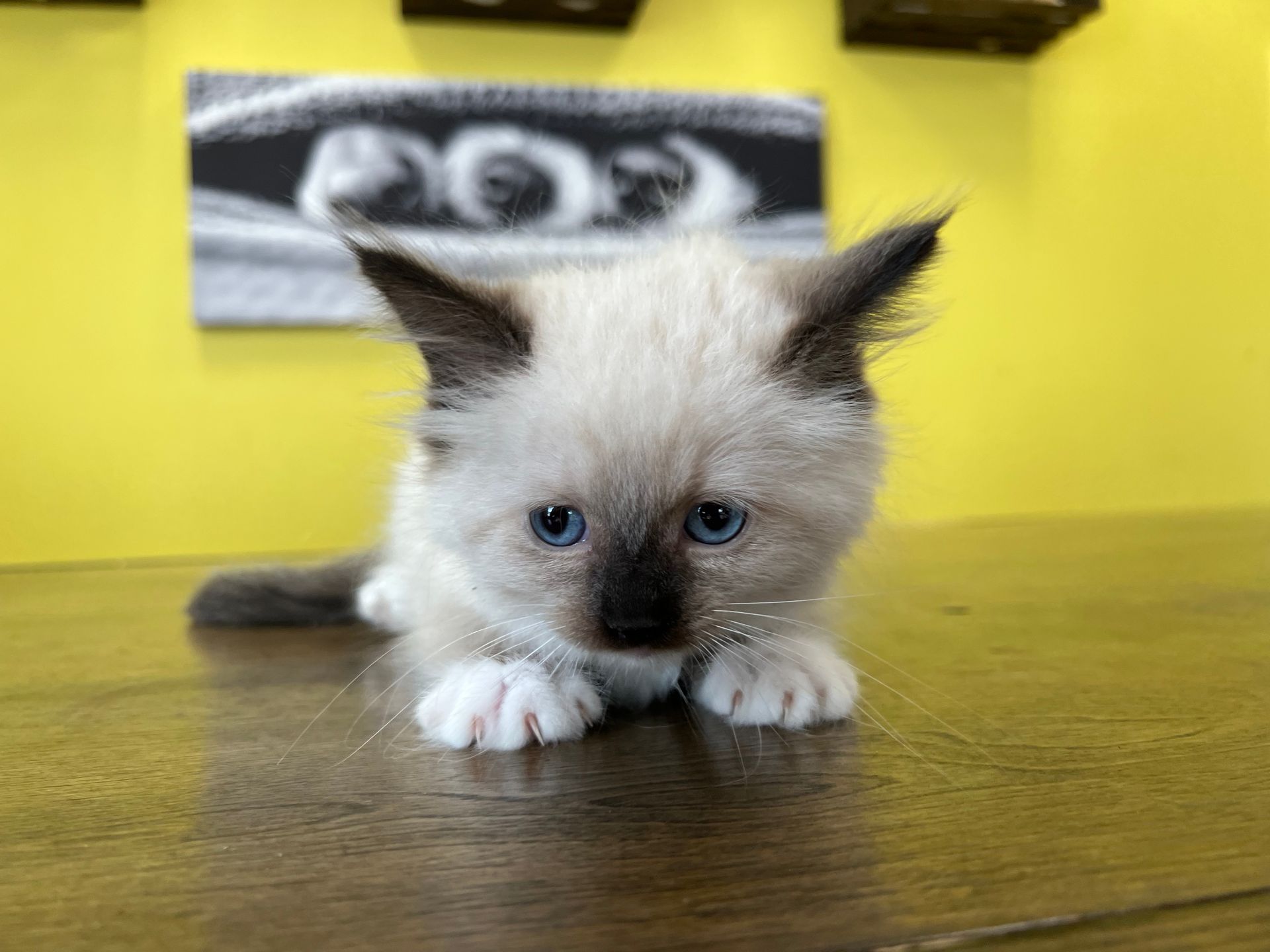 Ragdoll Kittens For Sale New York