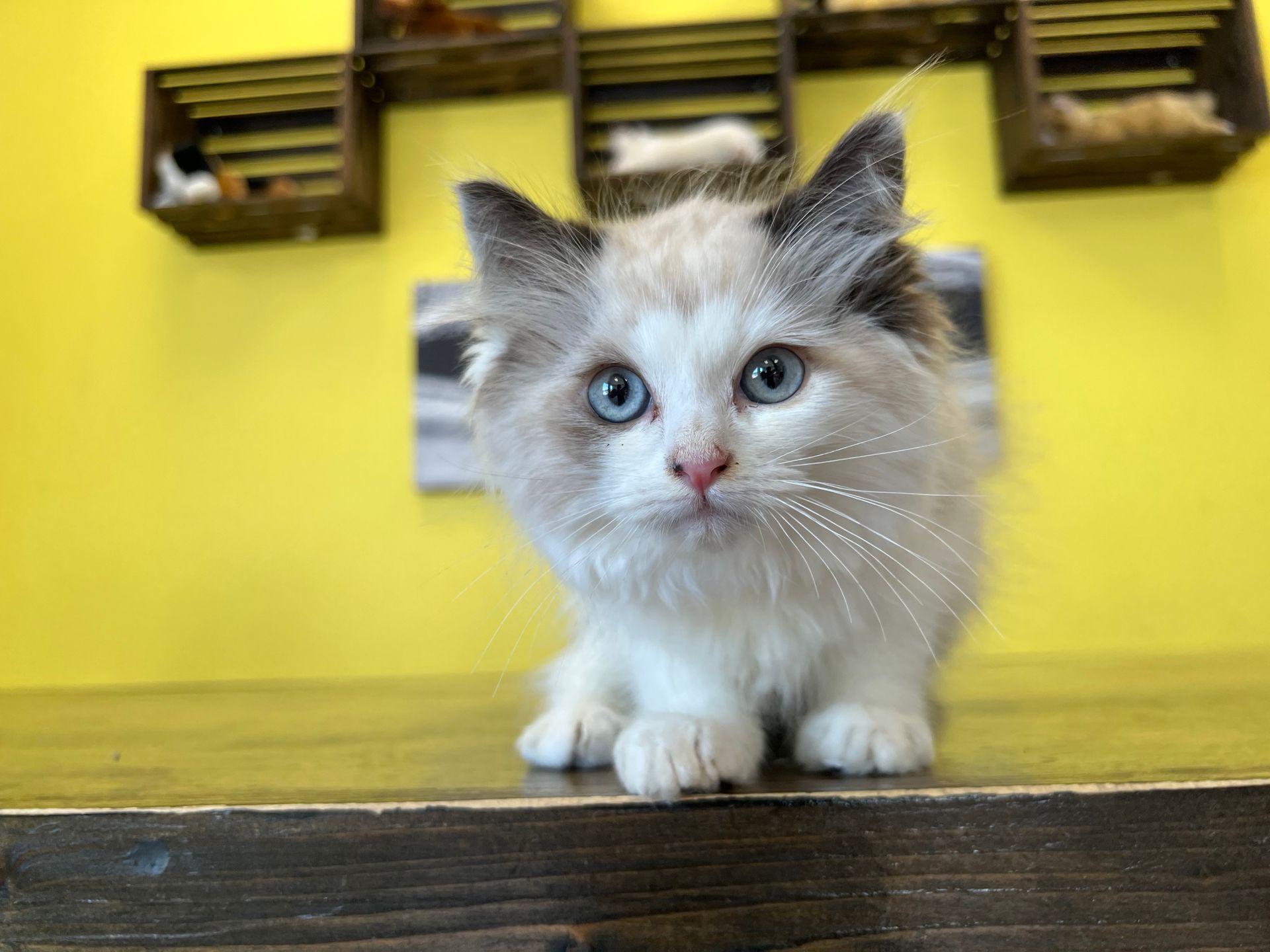 Ragdoll Kittens For Sale New York