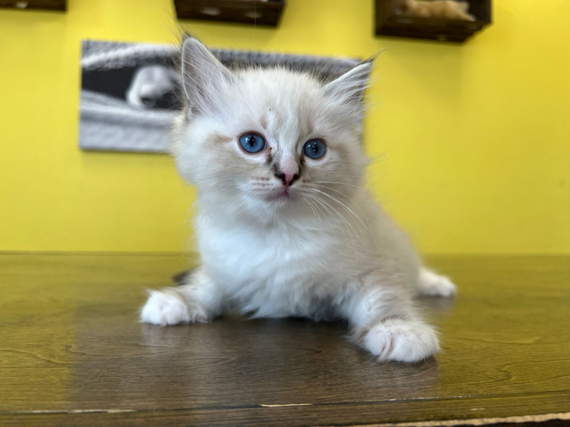 Ragdoll Kittens For Sale New York
