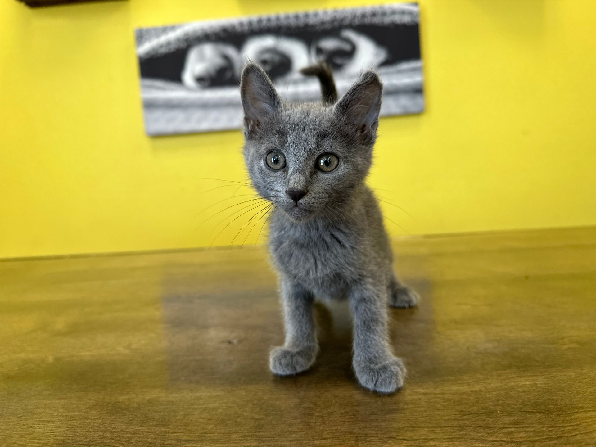 Russian Blue Kittens For Sale New York