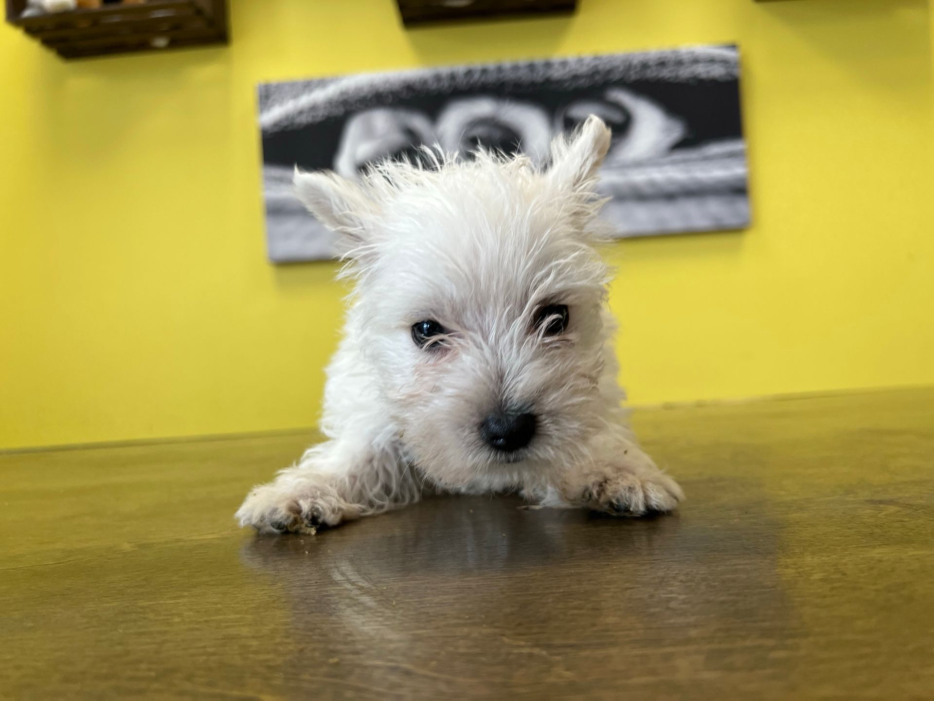 Westie Puppies For Sale New York