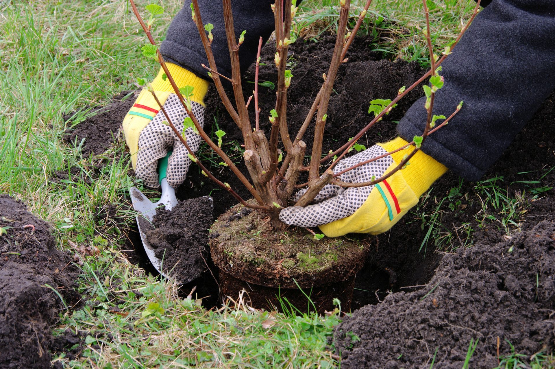Planting a shrub on a garden