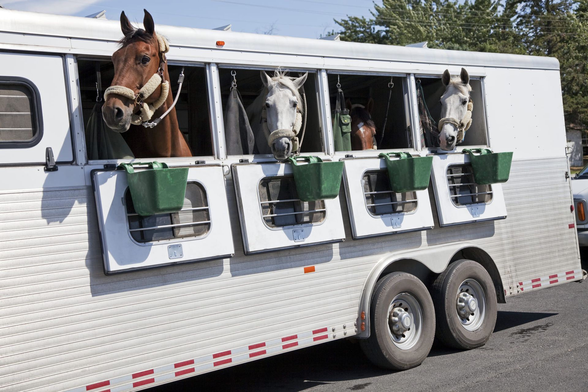 A horse trailer with three horses in it