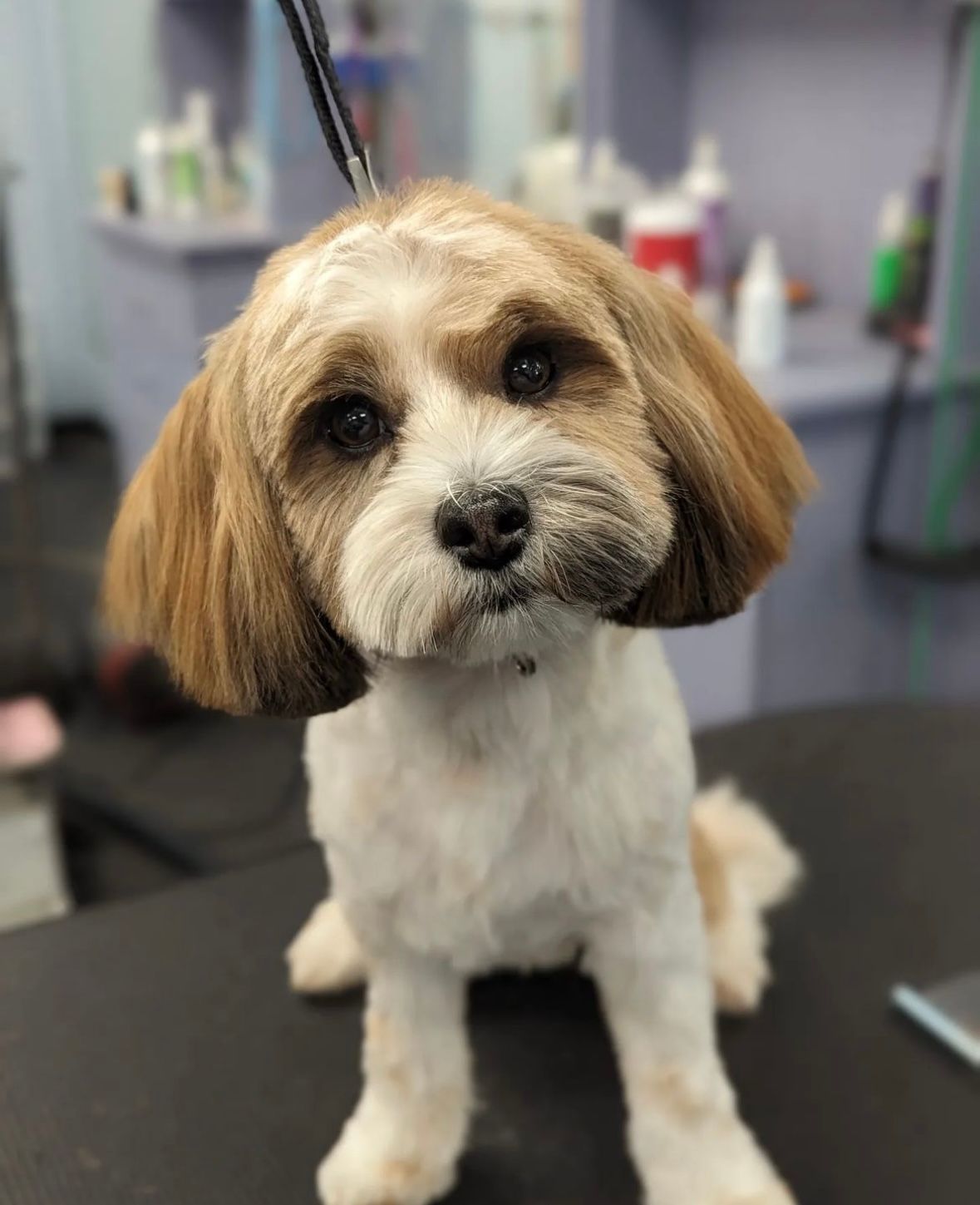 Dog Grooming Calgary Pawsitively Pooched