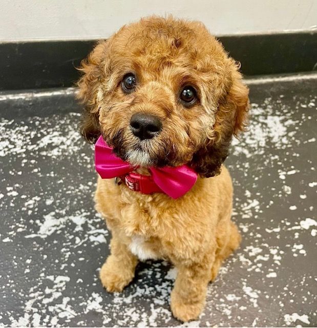 Dog Grooming Calgary Pawsitively Pooched