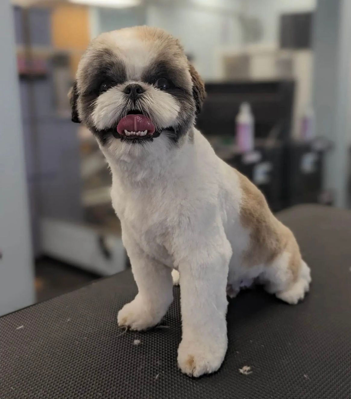 Dog Grooming Calgary Pawsitively Pooched