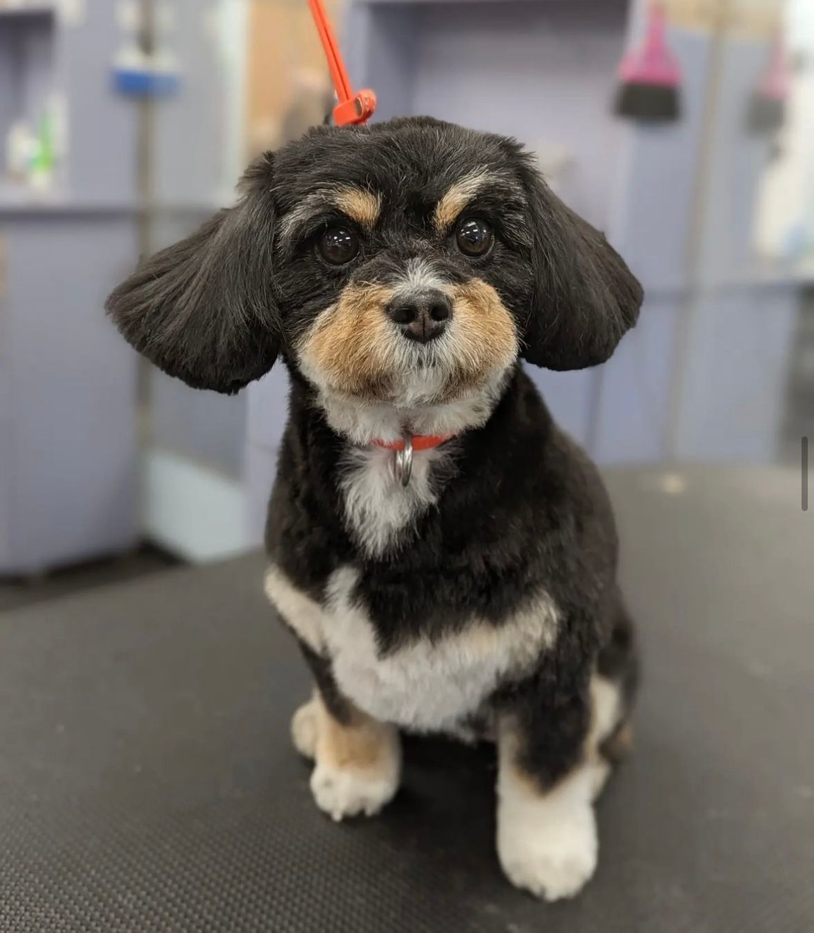 Dog Grooming Calgary Pawsitively Pooched