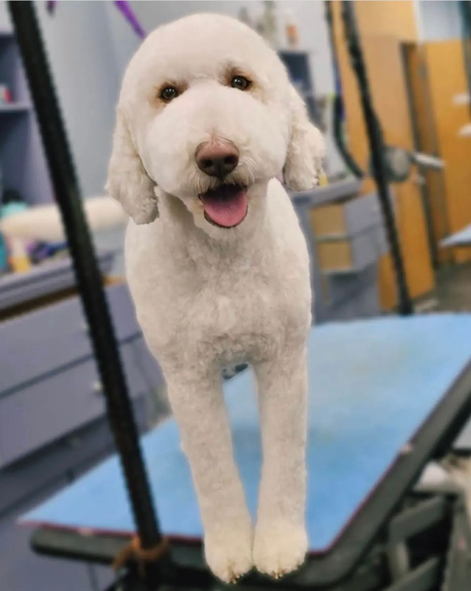 Dog Grooming Calgary Pawsitively Pooched