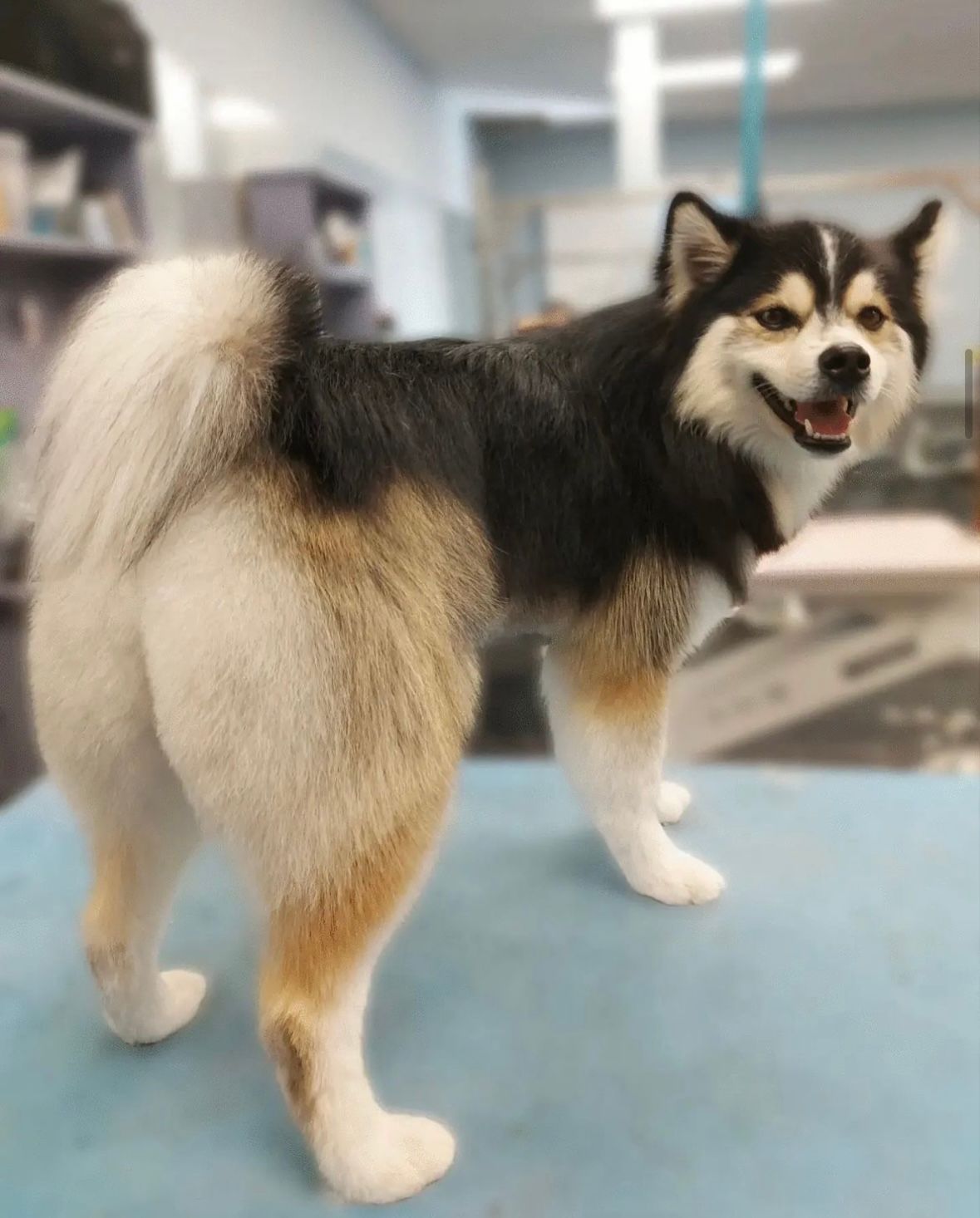 Dog Grooming Calgary Pawsitively Pooched