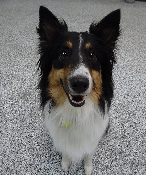 Dog Training Calgary Pawsitively Pooched