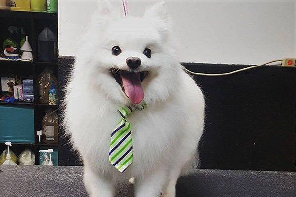 Dog Grooming NW Calgary