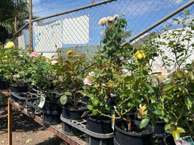 A Bunch of Potted Plants Are Sitting on a Table — Barnyard Stockfeed, Pet, Garden and Florist in Childers, QLD