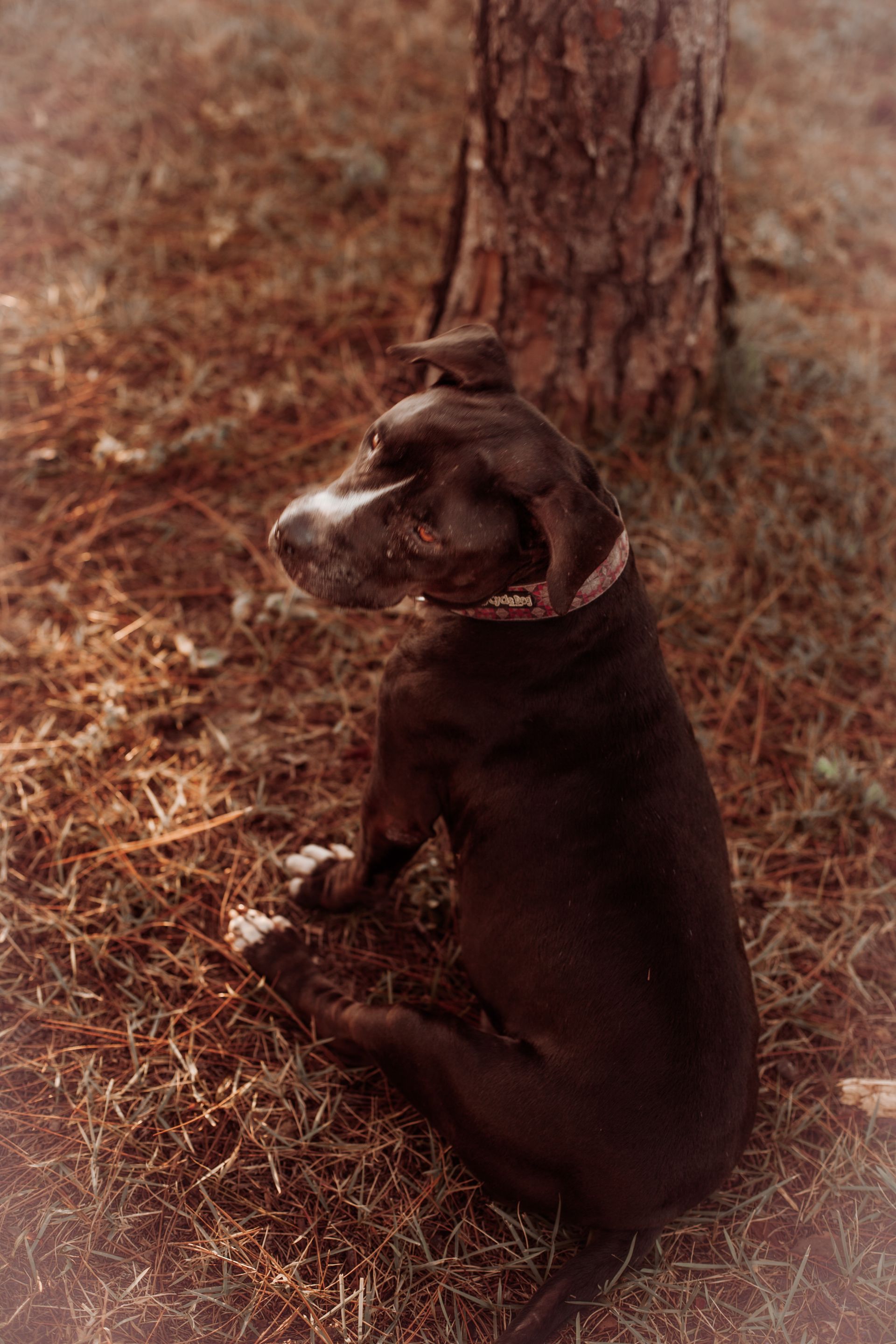 Dog trained by Happy Owner Happy Dog