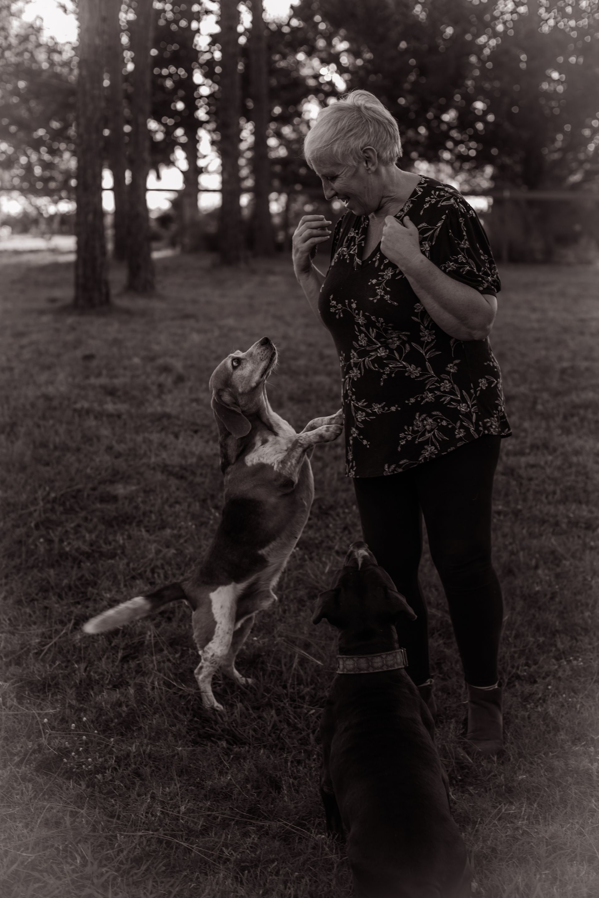 Dog sitting attentively during a training session
