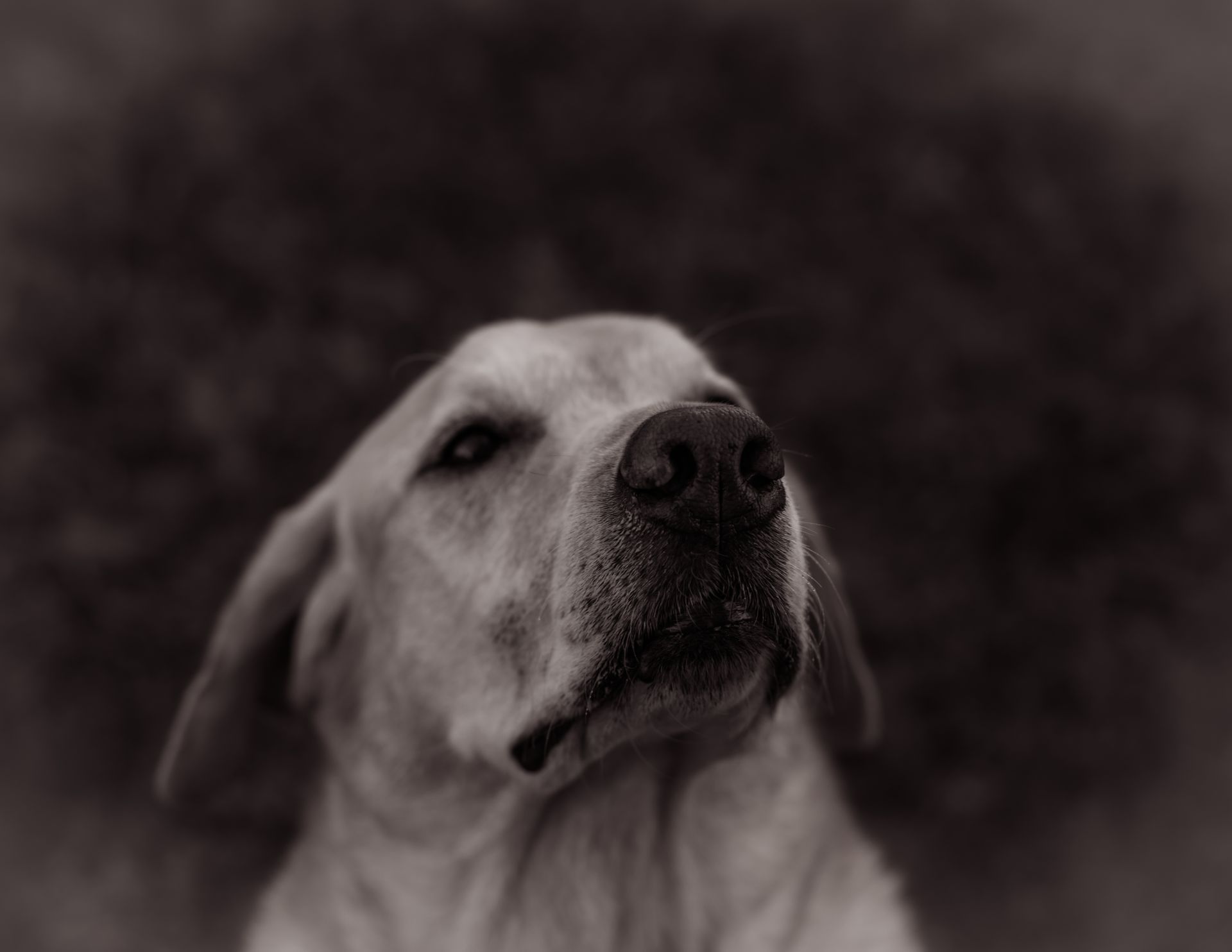 a black and white photo of a dog looking up .