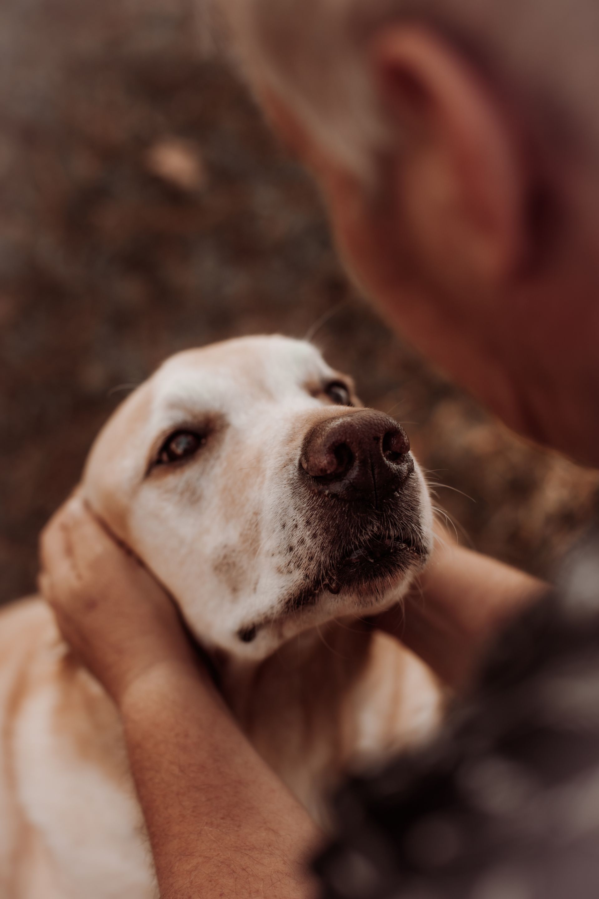 a close up of a person petting a dog 's face .