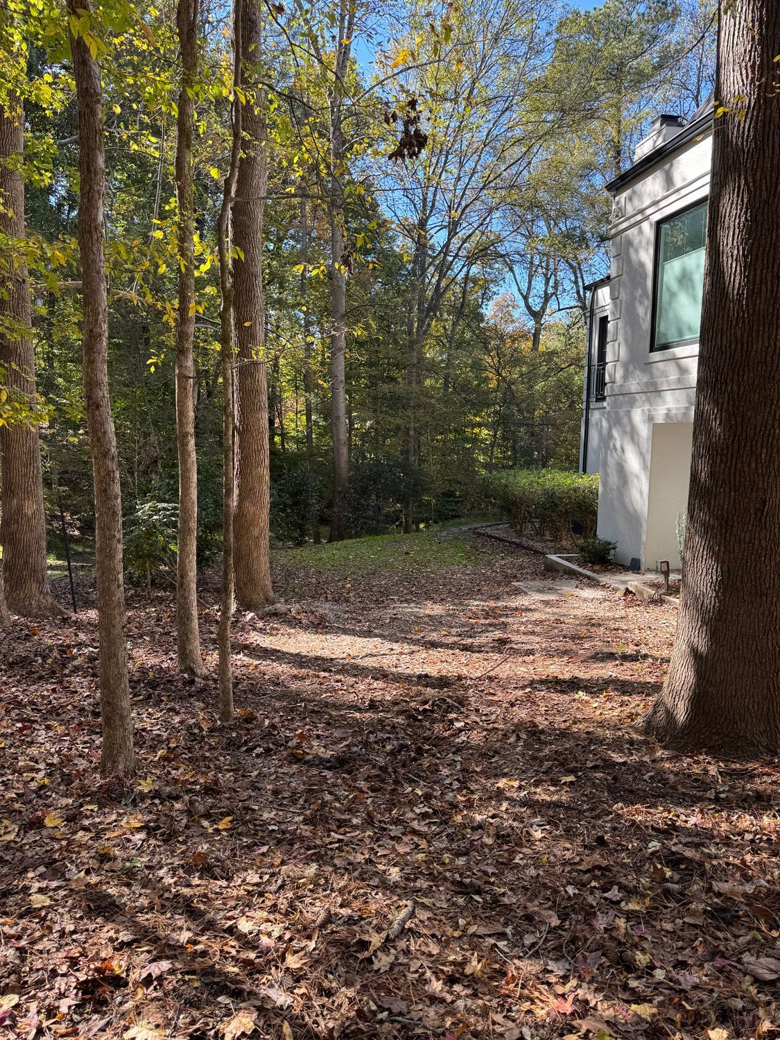 Wooded backyard with tall trees, leaf-covered ground, and a white house wall at right.