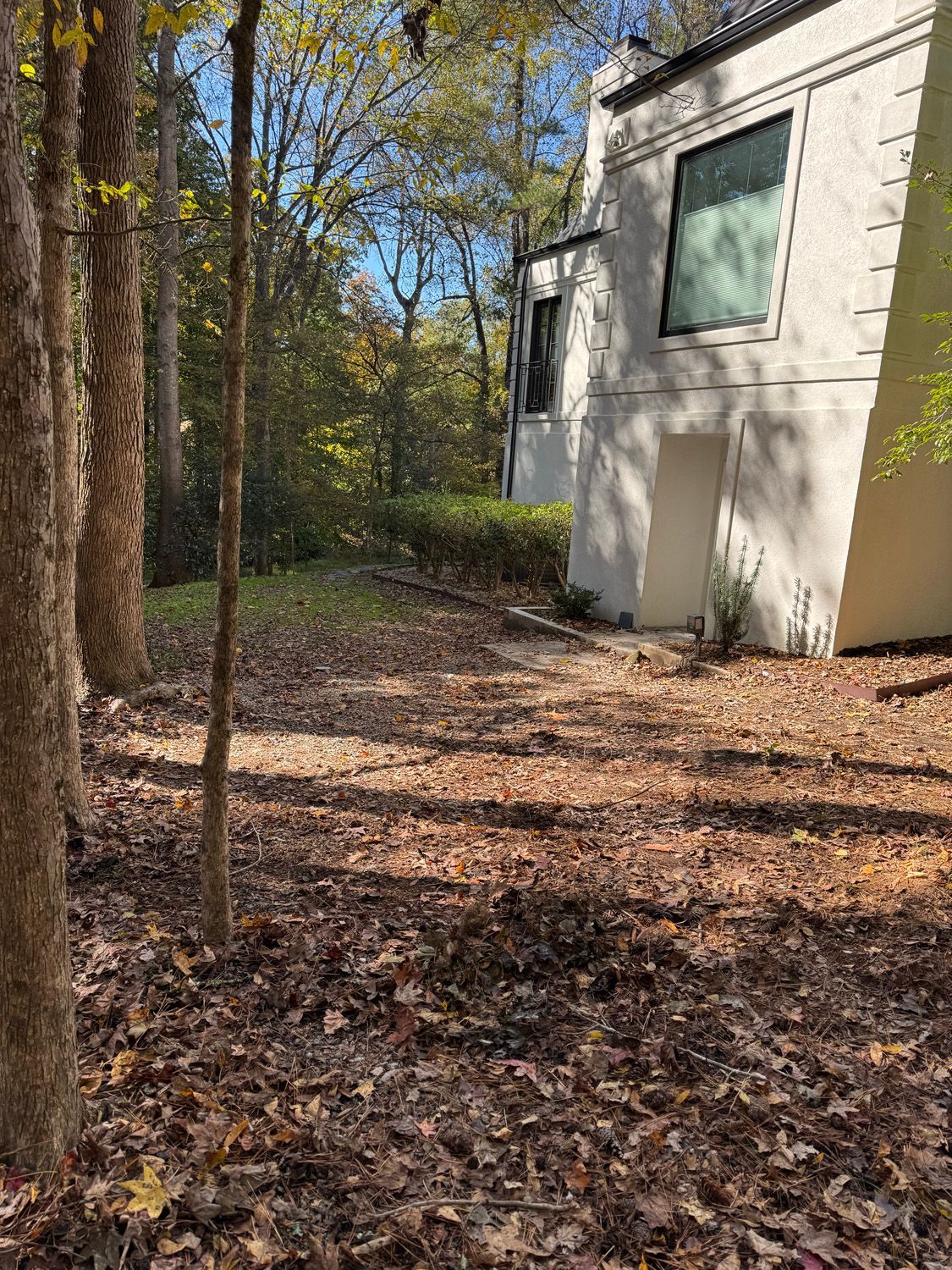 Wooded yard beside a beige house with fallen leaves and a small tree in the foreground