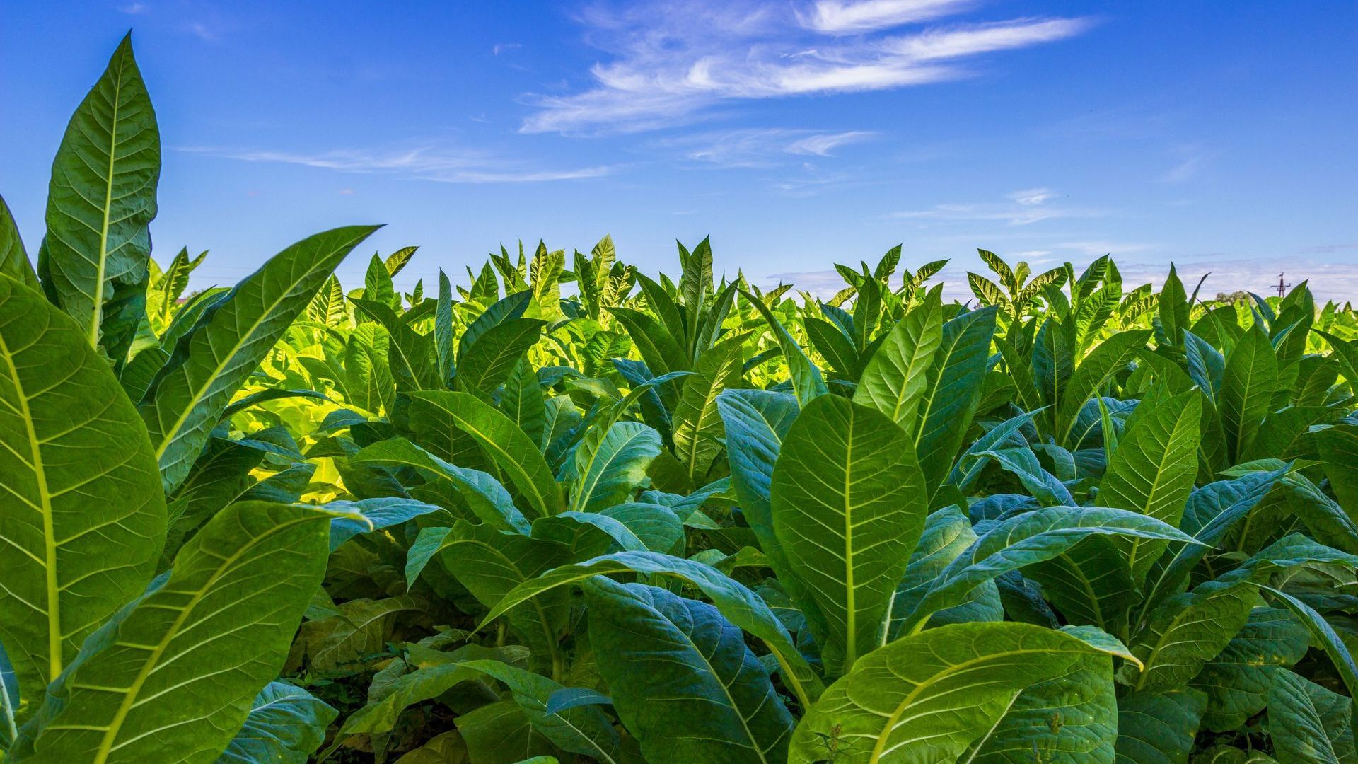 Green tobacco plants in a field under a blue sky with wispy clouds.