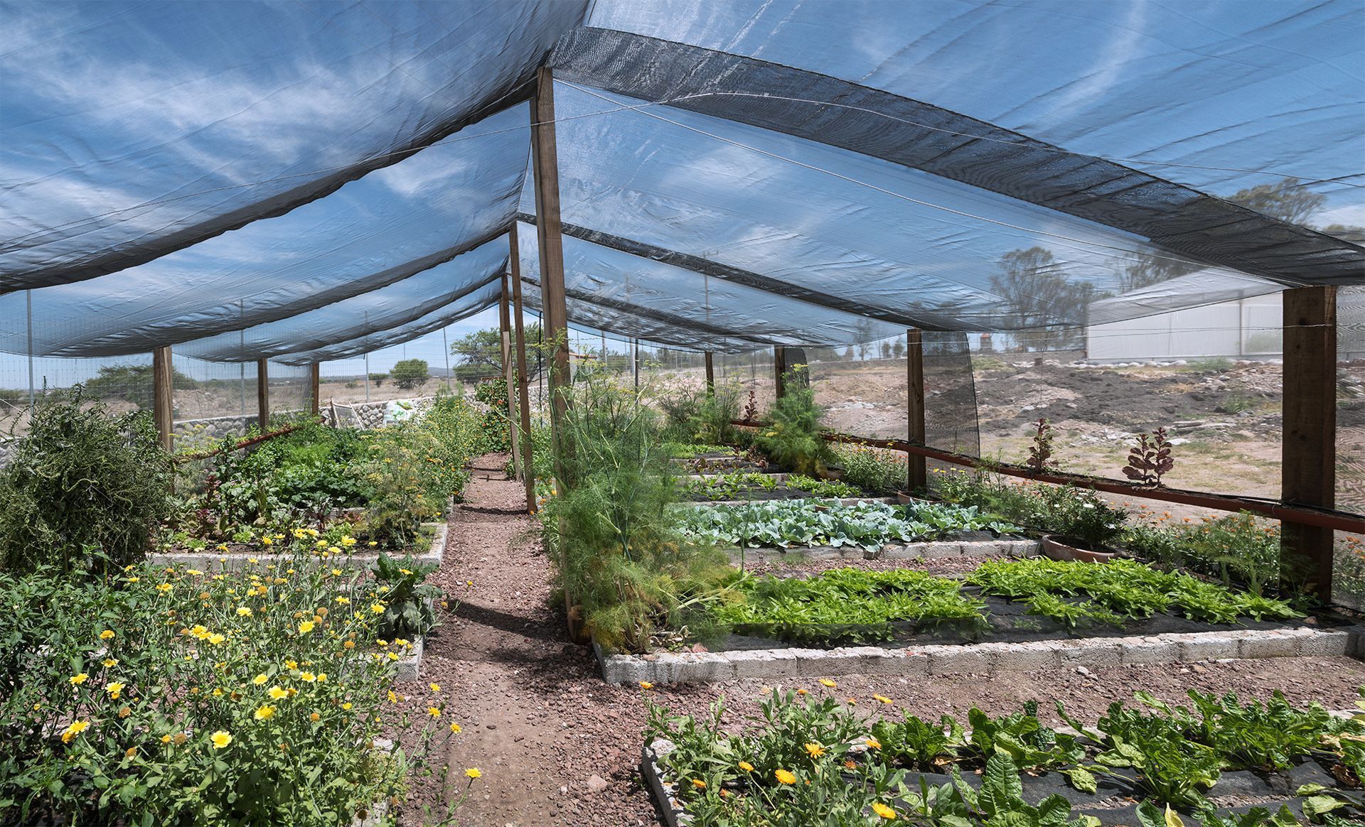 Un invernadero lleno de muchas plantas y flores.