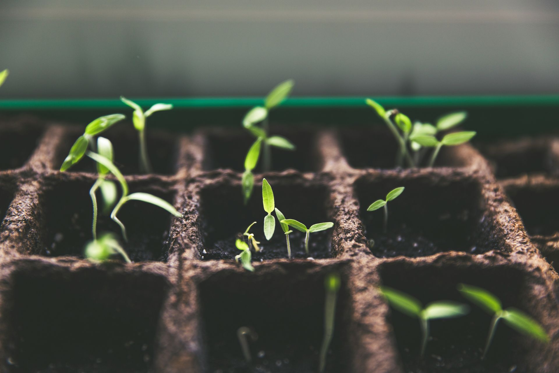 Seedlings growing in a tray, with dark soil and small green leaves.