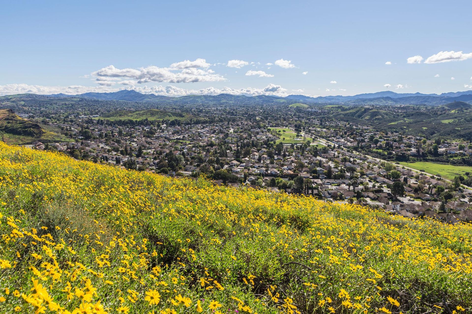 Wildflower-covered hillside overlooking a city with mountains under a bright blue sky