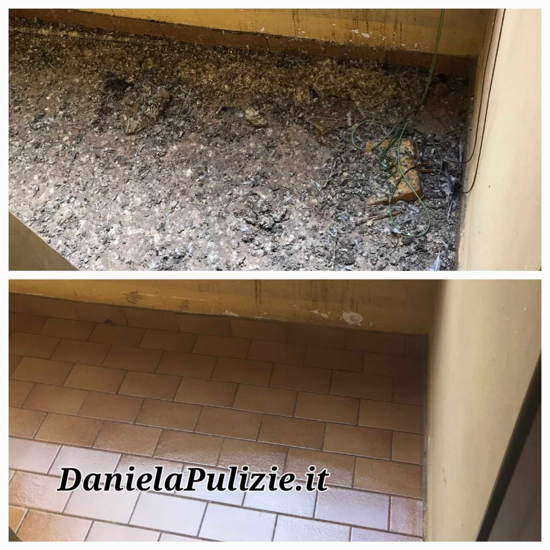 bonifica guano piccioni