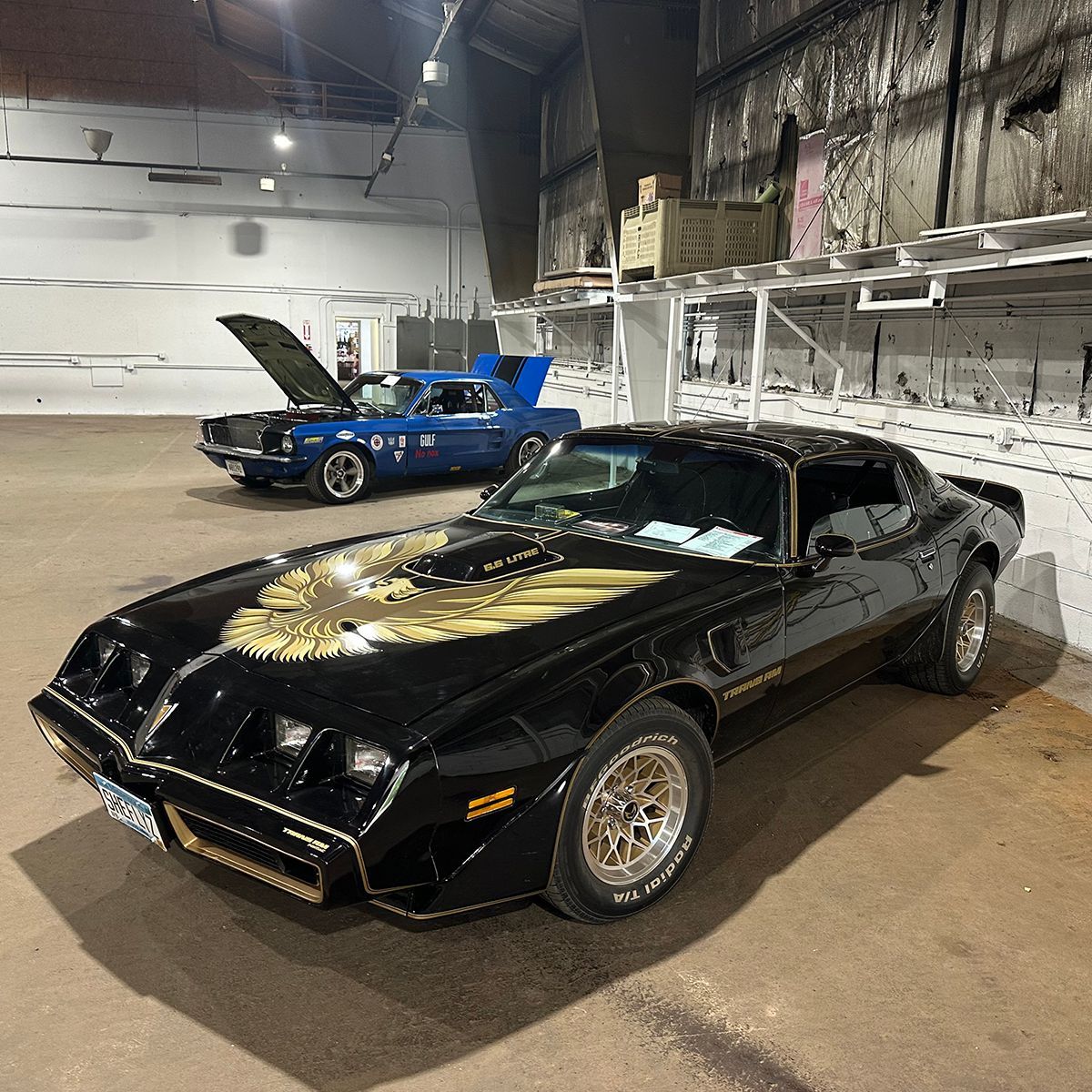 Black Pontiac Firebird Trans Am with gold hood decal and blue muscle car in an indoor car show
