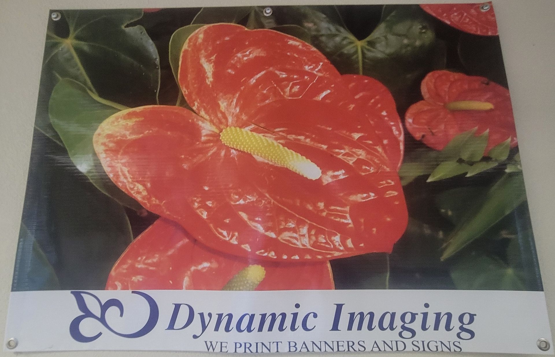 Banner with red anthurium flowers, green leaves, and 