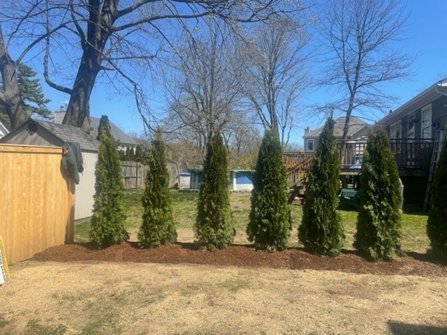 Backyard with a row of evergreen trees, wooden fence, and a house under a blue sky