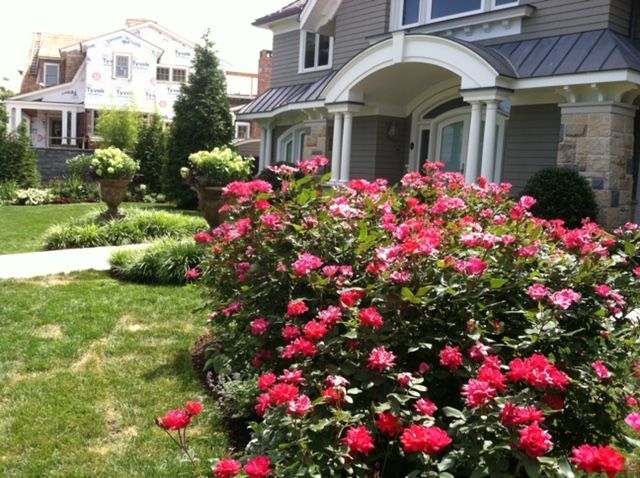 Suburban homes with a lush front garden of pink flowers and green lawn under bright sunlight