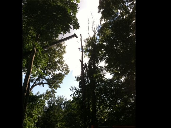 Tall trees and a crane arm reach into a bright sky over a wooded area.