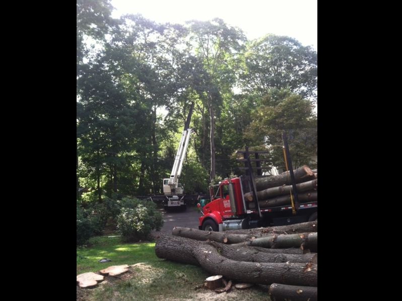 Logging trucks and a crane lifting cut tree trunks in a wooded area