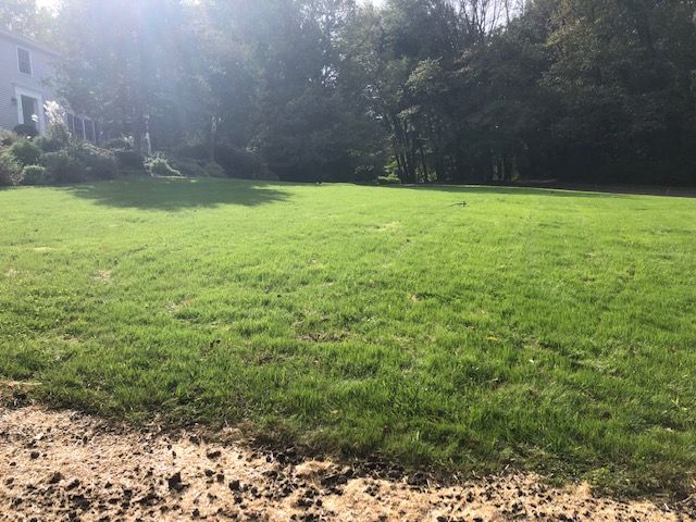 Sunny grassy lawn beside a gravel path with trees and a house in the background