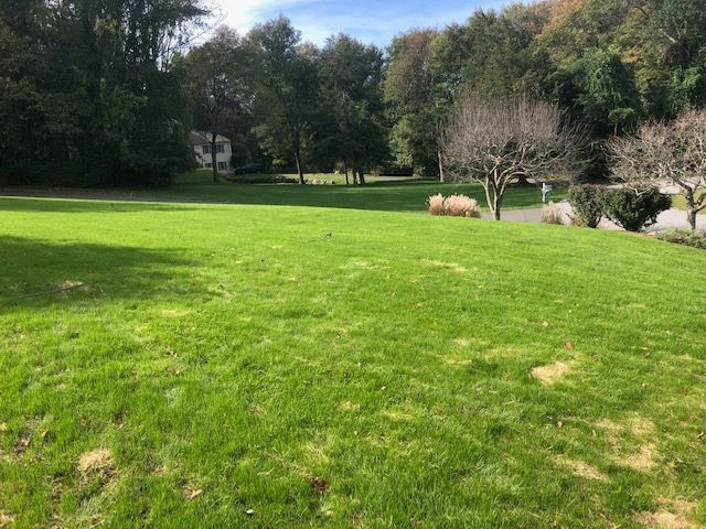 Sunny green park lawn with trees and shrubs in the background
