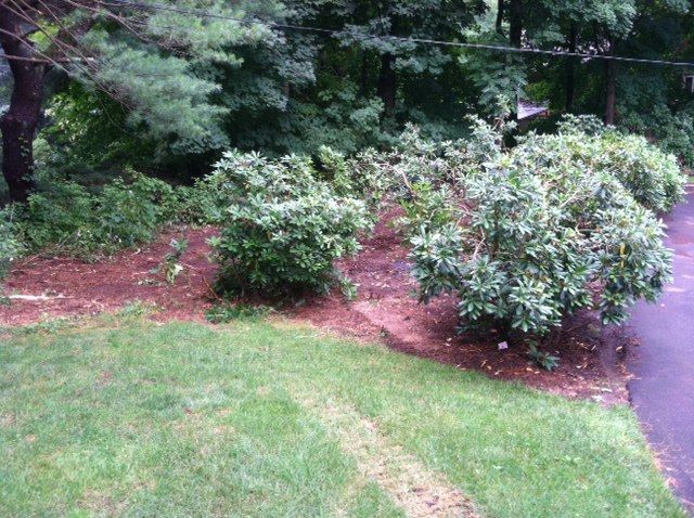 Green lawn with shrubs and trees beside a paved path in a garden.