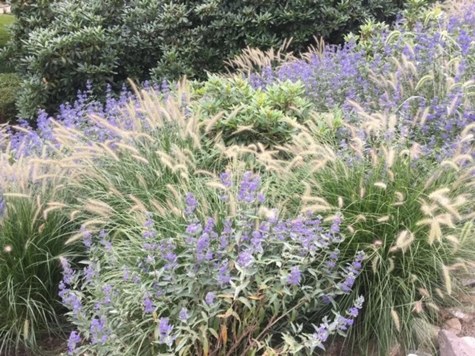 Purple and cream ornamental grasses and flowers in a lush garden bed
