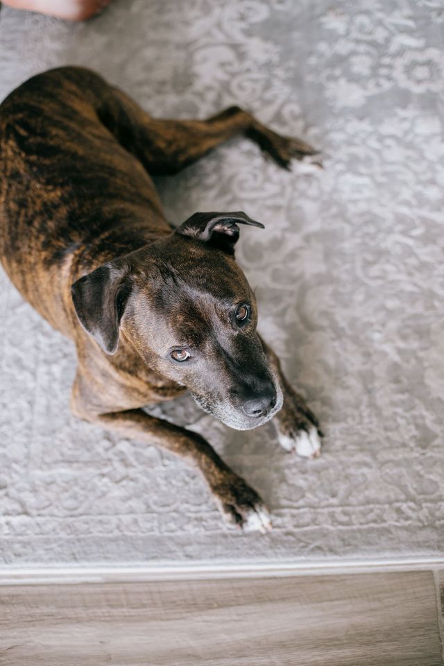 Brindle dog lying on a light patterned rug, looking up at the camera.