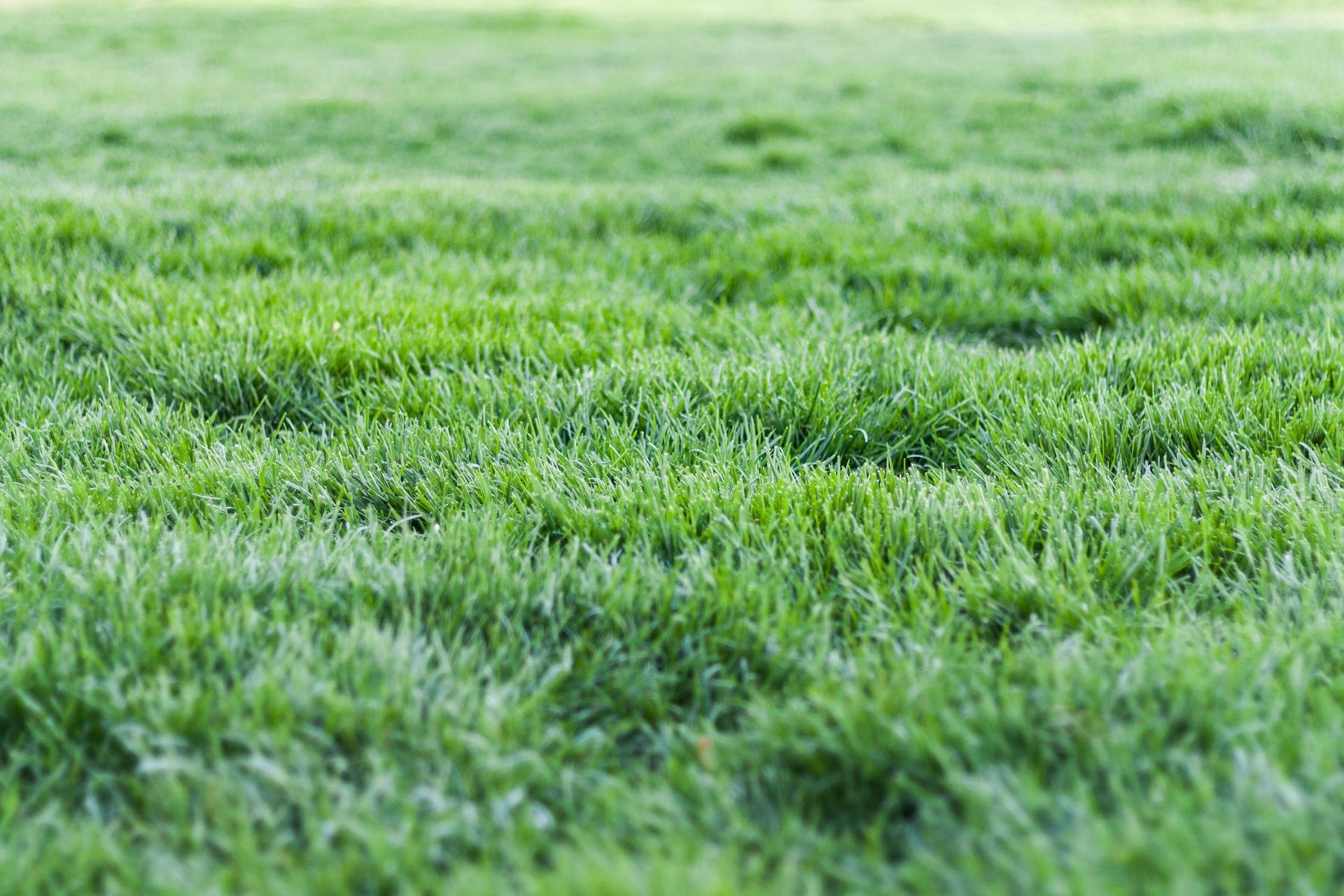 Green, grassy field.