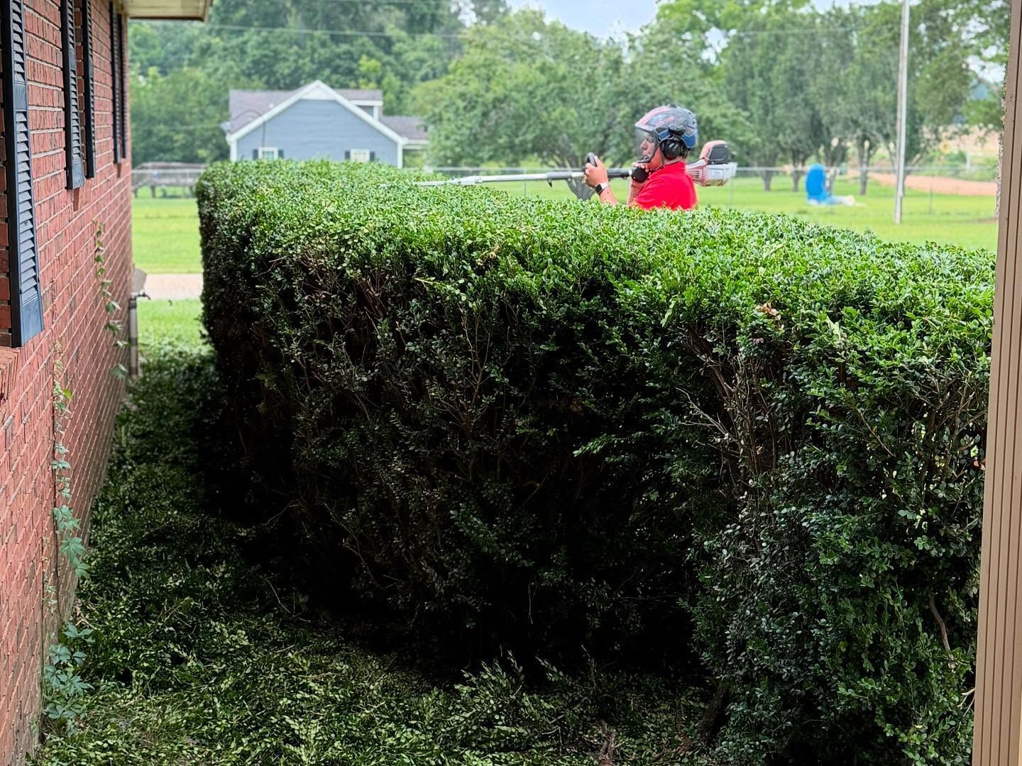 Person in a red shirt walking behind a hedge beside a brick building on a rainy day