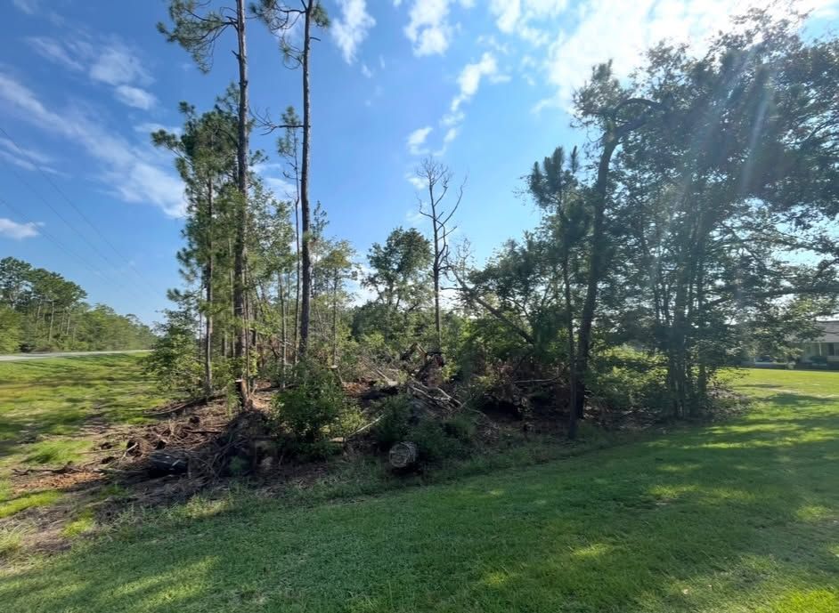Pine trees and brush on a grassy edge under a bright blue sky with sunlit clouds